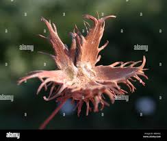 Image result for Justicia engleriana