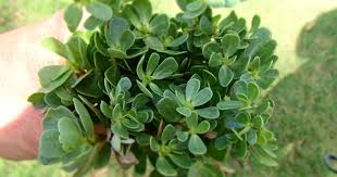 Purslane is the ultimate survivor, which also makes it the ultimate nuisance for many homeowners. Purslane The Forager S Year