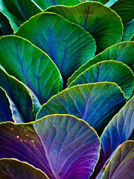 I M In Heaven Patterns In Nature Leaves Natural Forms