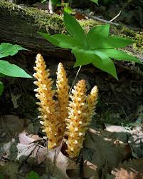 Image result for Bulbostylis congolensis