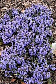 Gorgeous looks, prolific dark purple flowers, and ease of care separate this plant from the rest. Purple Leaf Plant Plant Delights Nursery Purple Leaved Plants Purple Leaf Plants Purple Leaves