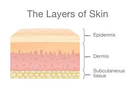 My skin was brown, and people said i was black. The Three Layers Of Skin And Their Functions Fldscc