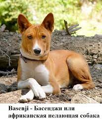 pin na doske animals zhivotnye