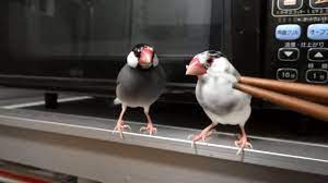 鳥] そうめんを食べる文鳥が可愛すぎる件 Java Sparrow eating noodle - YouTube
