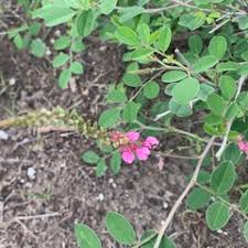 Image result for Indigofera schimperi
