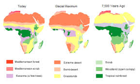 Africa vegetation map 95,00 €. African Vegetation Map Mediterranean Forest Vegetation Grassland
