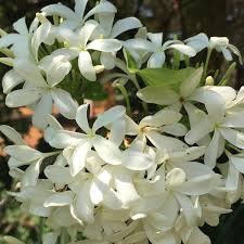 Image result for Holarrhena floribunda