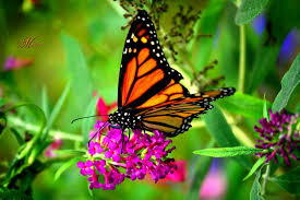 Butterfly is a leading online table tennis store, offering professional table tennis equipment, including ping pong tables and ping pong paddles for experts. Better Fly Photograph By Marco Tabarez