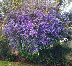Lycianthes Rantonnetii Blue Potato Bush Blue Potatoes Lantana Tree Outdoor Plants