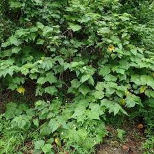 Image result for Pilea sublucens