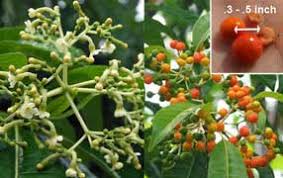 Image result for Rauvolfia vomitoria