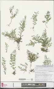 Image result for Selaginella cathedrifolia
