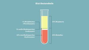 Hamatologie Bestandteile Des Blutes Hamatologie Info