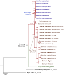 Image result for Ctenium