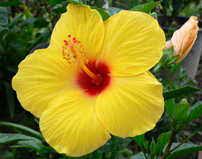 Alabama department of archives and history. Hibiscus Hawaii S State Flower Private Tours Hawaii Personalized Customized Private Tours On Oahu