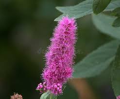 Image result for Spiraea billardii