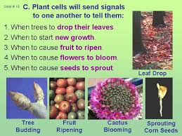 Ever finish eating a succulent apricot, ready to toss the pit away, and think, hmm, this is rubber trees are hardy and versatile house plants, which leads many people to wonder a??how do you get a start of a rubber tree plant?a?? Slide 1 Structure Of Plants Slide 2 1