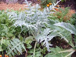 The peak season for artichokes. Growing Artichokes In Spite Of Mother Nature Veggie Gardening Tips