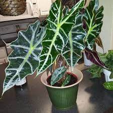 6 Alocasia Polly African Mask Plant Live House Plant Etsy Live House Plants Plants House Plants