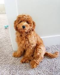 Best Mini Goldendoodle Generation F1 F1b F2 F2b F3 2021 We Love Doodles