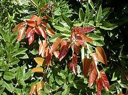 Image result for Ficus stuhlmannii