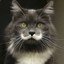 Both of these versions typically revolve around various aspects of gaming, especially online, where people are insulting the meme's creator or the. Most Popular Internet Cat Contest