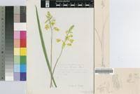 Image result for Eulophia hereroensis