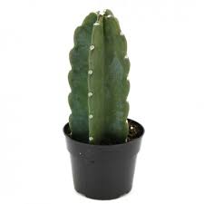 Image result for Cereus jamacaru