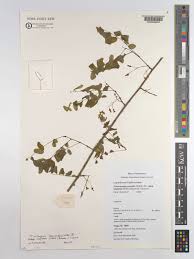 Image result for Ormocarpum