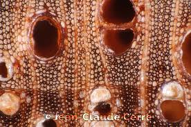 Image result for Centrolobium robustum