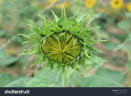 Green Fresh Bud Of Sunflower Natural Garden Before Blomming Natural Flower Ad Sponsored Bud Sunflower Green Fresh In 2020 Natural Garden Nature Green