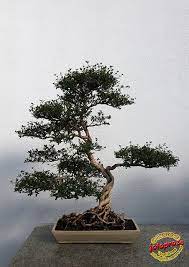 Snow Rose Serissa Japonica Rubiaceae 50 Years Old C20090131 030 Bonsai Tree Bonsai Garden Snow Rose