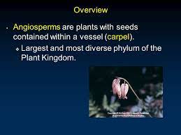 Seed Plants Angiosperms Outline Phylum Magnoliophyta Gametophyte Development Pollination Fertilization And Seed Development Specialization Trends Ppt Download