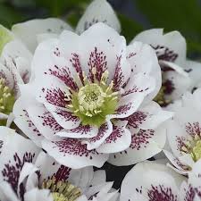 Maybe you would like to learn more about one of these? 900 Idees De Fleurs Et Plantes De Toutes Sortes Fleurs Planter Des Fleurs Fleur Jardin