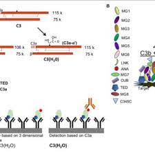 Each with virtually unlimited nodes to create your own shapes, quickly and easily. C3 H 2 O Elisa Set Up A Schematic Depicting C3 C3b And C3 H 2 Download Scientific Diagram
