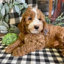 Image result for labradoodle