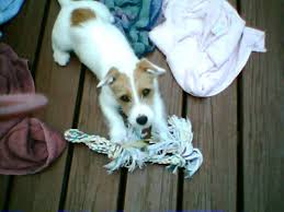 Akc registered, ejrtca registered, ahtca hunt terriers. Facts About Jacks All About Jack Russell Terriers Pethelpful