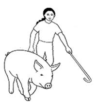 Swine Showmanship | The Pig Site