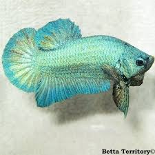 teal hmpk male ปลาก ด