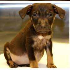 Would you like to adopt a corgi puppy? Craigslist Pets Online Shopping Mall Find The Best Prices And Places To Buy