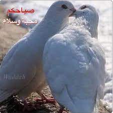 صباح ﺗﺷرق به اﻟﻧﻓوس ﻣطﻣئنة والقلوب عامرة بالمحبة والأرواح مفعمة بالسلام صباحكم محبة وسلام أحبتي وأصدقائي indian pictures animals horses