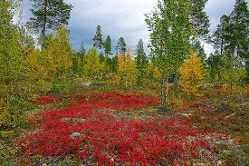 Directed by andi aryacinematography by reza vebrianedited by reza vebrianfilmed at roemah kopi djaya bersama pekanbaru, riau.special thanks to : Musim Luruh Di Finland Lawatan Dedaunan Jatuh Alternatif 2021