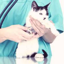 It can indicate an underlying heart problem, or treating a heart murmur in dogs. Causes And Treatments For A Cat Heart Murmur Petcarerx