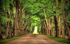 How many stock photos of trees are there? Trees Background Image Background Best Stock Photos Toppng