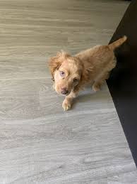 Browse thru our id verified puppy for sale listings to find your perfect puppy in your area. Cockapoo Puppies For Sale In Ohio Cheap References Pupkits