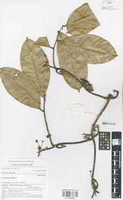 Image result for Artabotrys stolzii