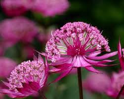Image result for Astrantia major `Roma`