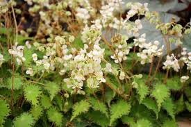 Image result for Begoniaceae