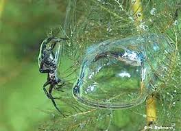 If you thought spiders could only survive on land, prepare for a new nightmare. Diving Bell Spider Has Gills To Breathe Underwater Asian Scientist Magazine