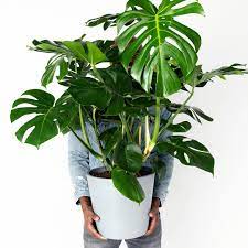 Like a lot of other philodendrons, velvet leaf philodendron plants enjoy bright indirect light; Pin On Home
